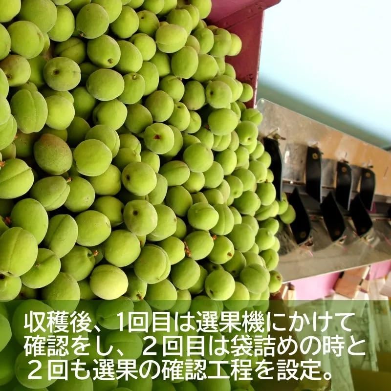 Amazon.co.jp: 善八の「豊後梅」青梅 (規格外品 Sサイズ) | 青森県産